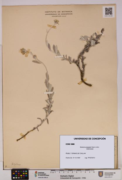 Senecio poeppigii [Espécimen: UDEC:CONC:0003996]
