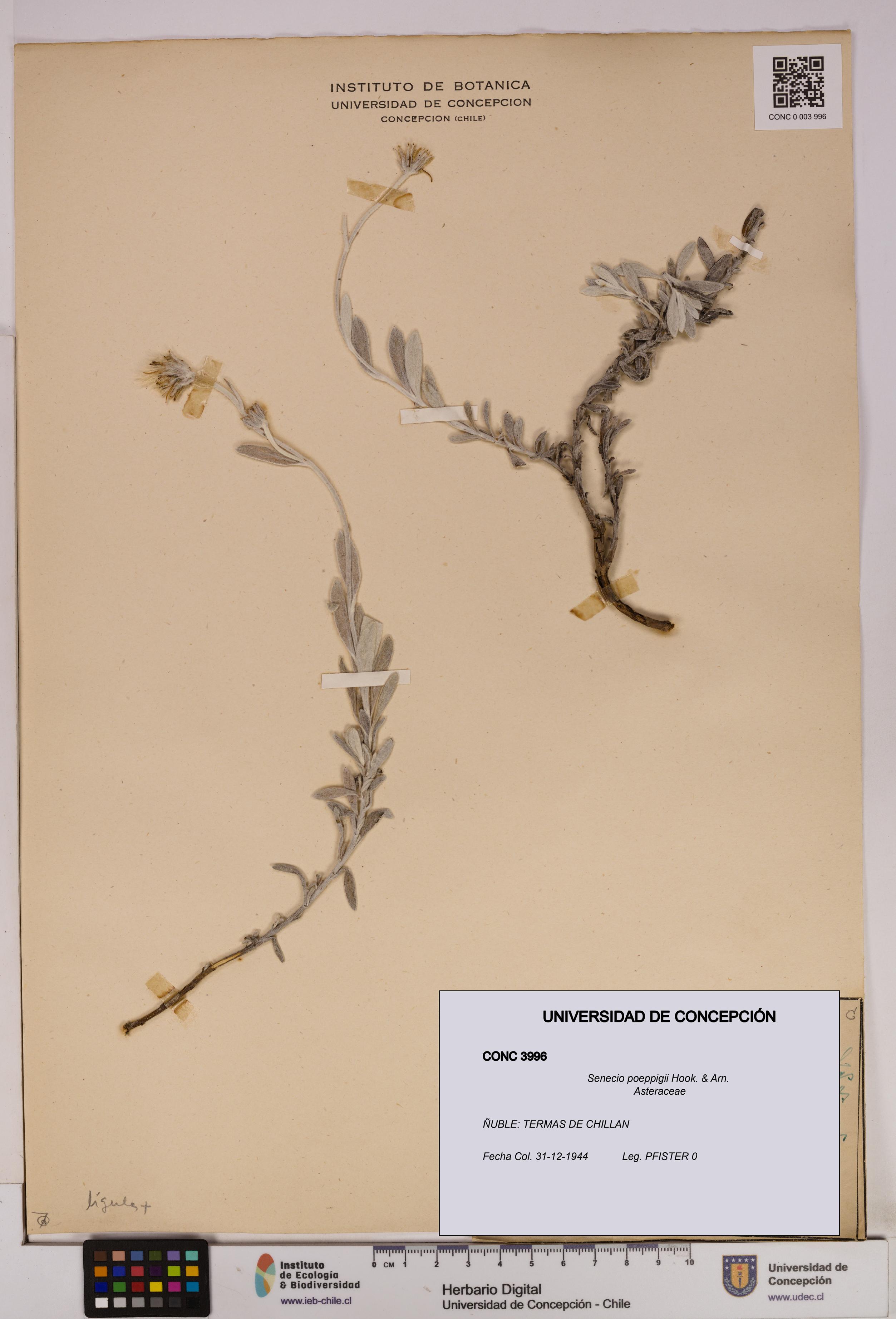 Senecio poeppigii [Espécimen: UDEC:CONC:0003996]