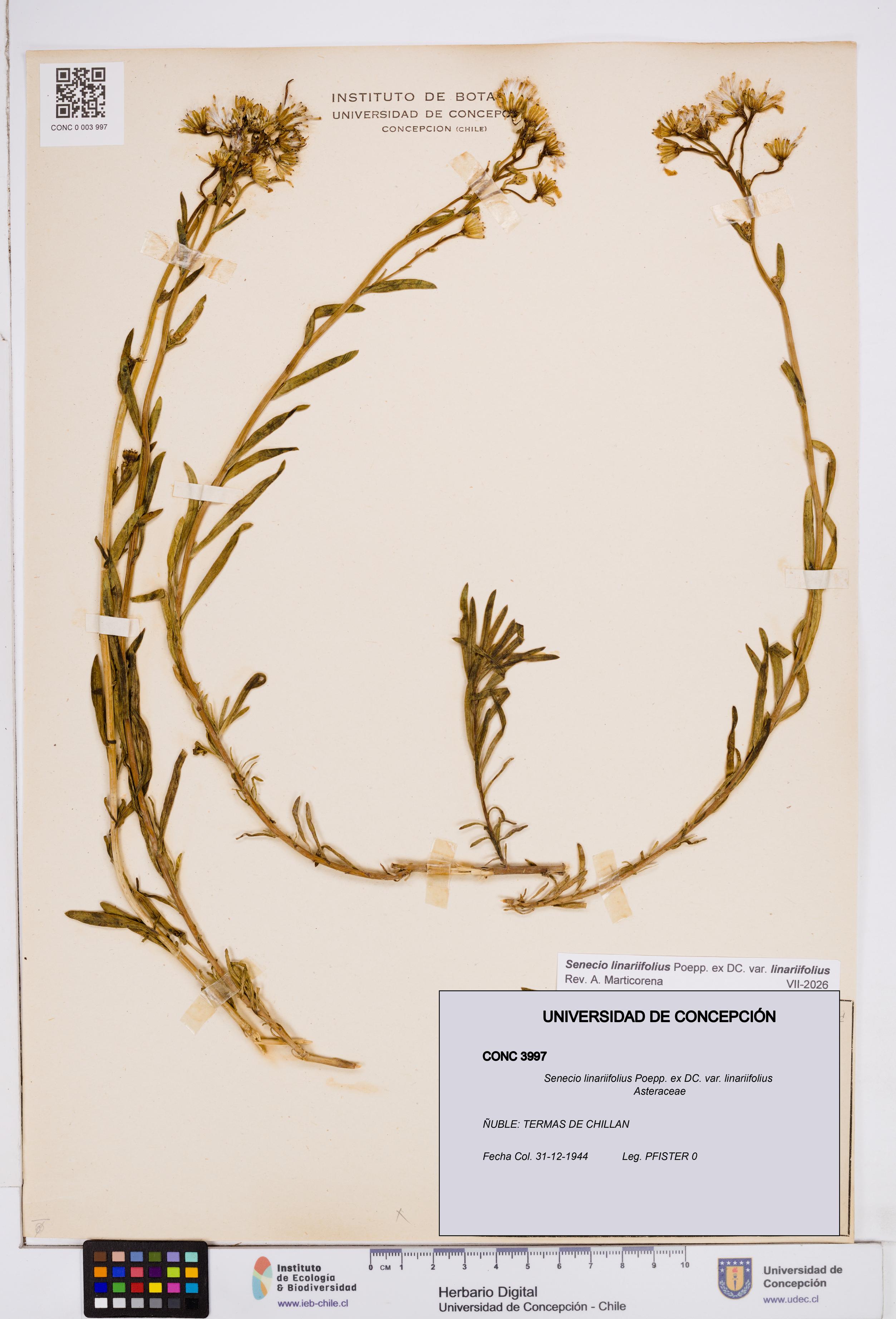 Senecio linariifolius var. linariifolius [Espécimen: ]