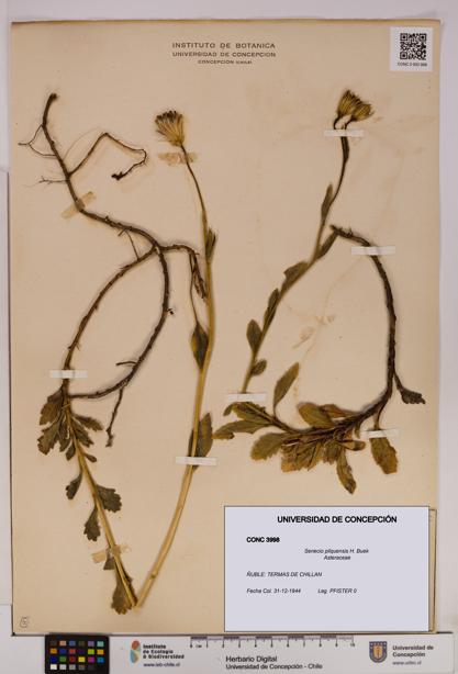 Senecio pilquensis [Espécimen: UDEC:CONC:0003998]
