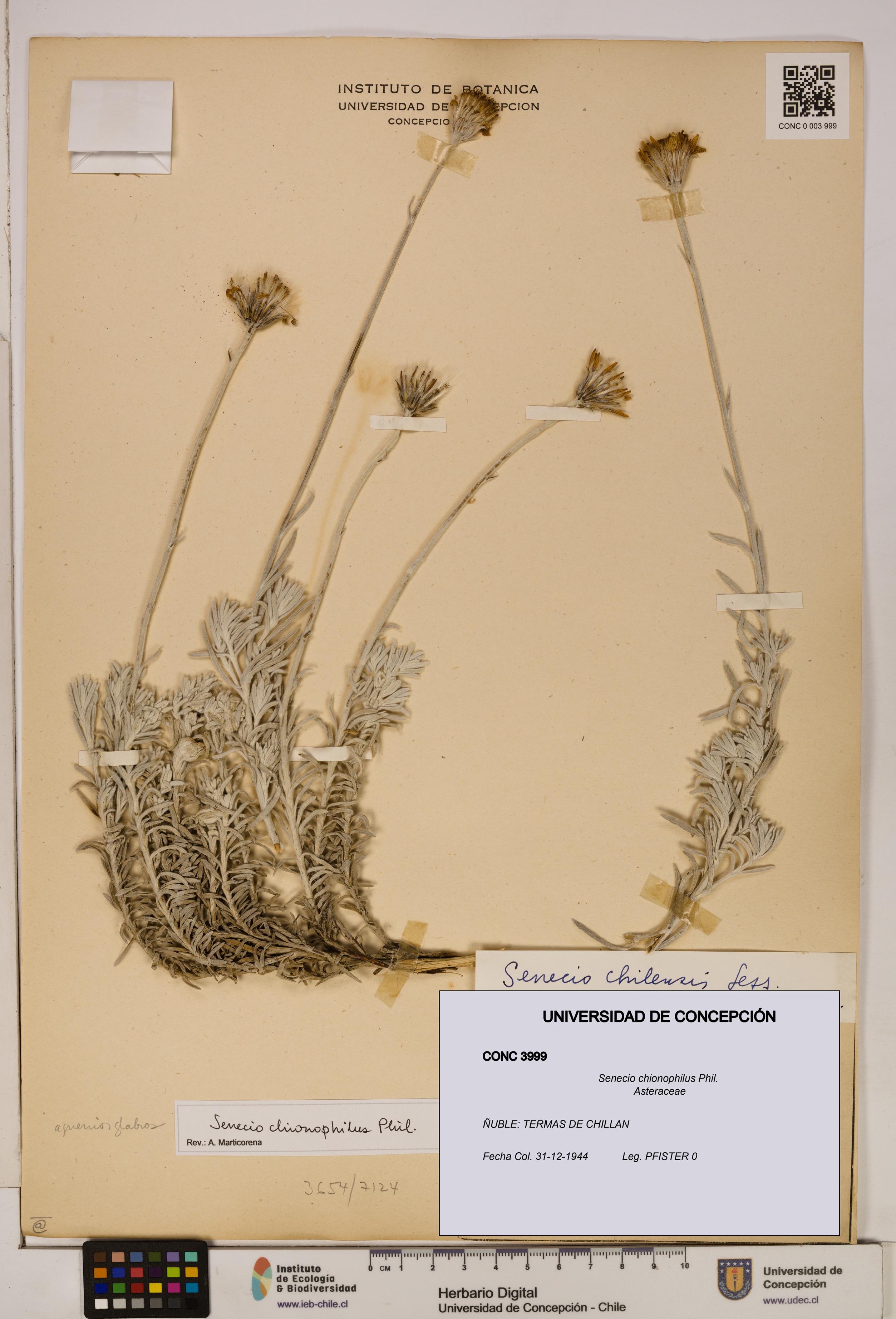 Senecio chionophilus [Espécimen: UDEC:CONC:0003999]