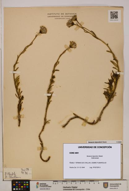 Senecio bipontinii [Espécimen: UDEC:CONC:0004001]