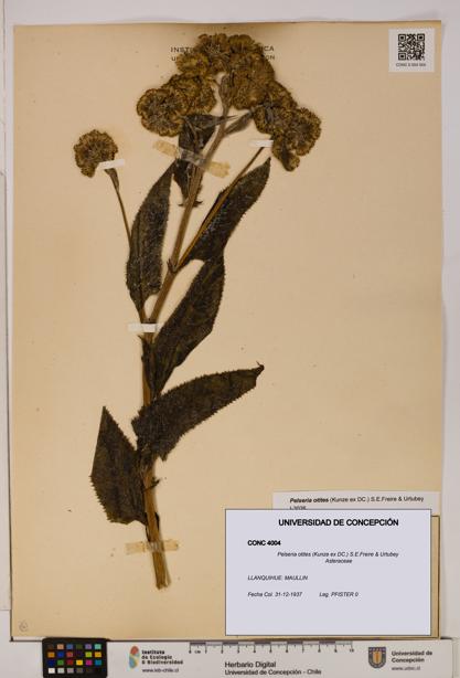 Pelseria otites [Espécimen: ]