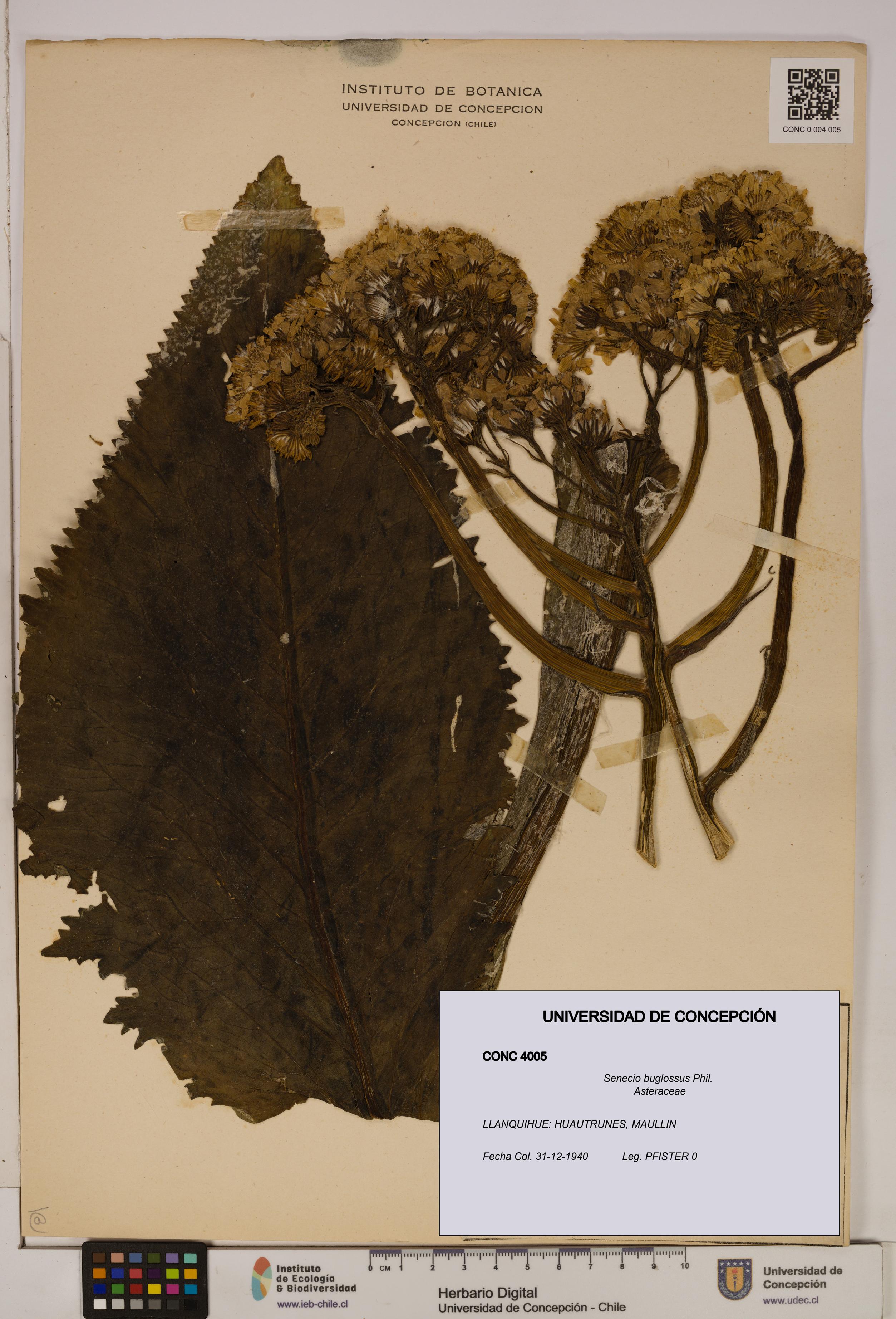 Senecio buglossus [Espécimen: UDEC:CONC:0004005]