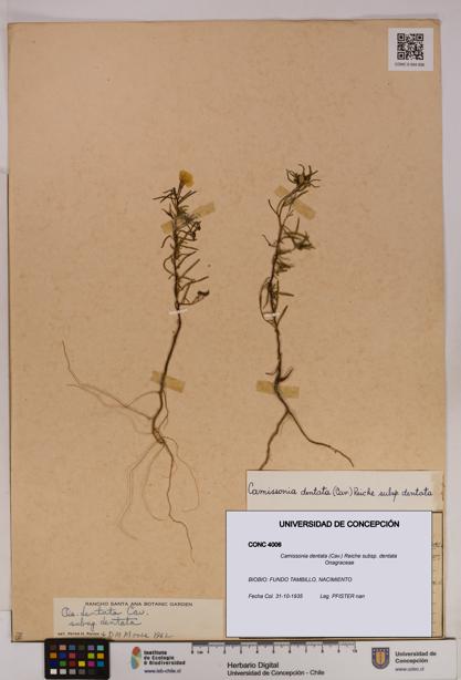 Camissonia dentata [Espécimen: UDEC:CONC:0004006]