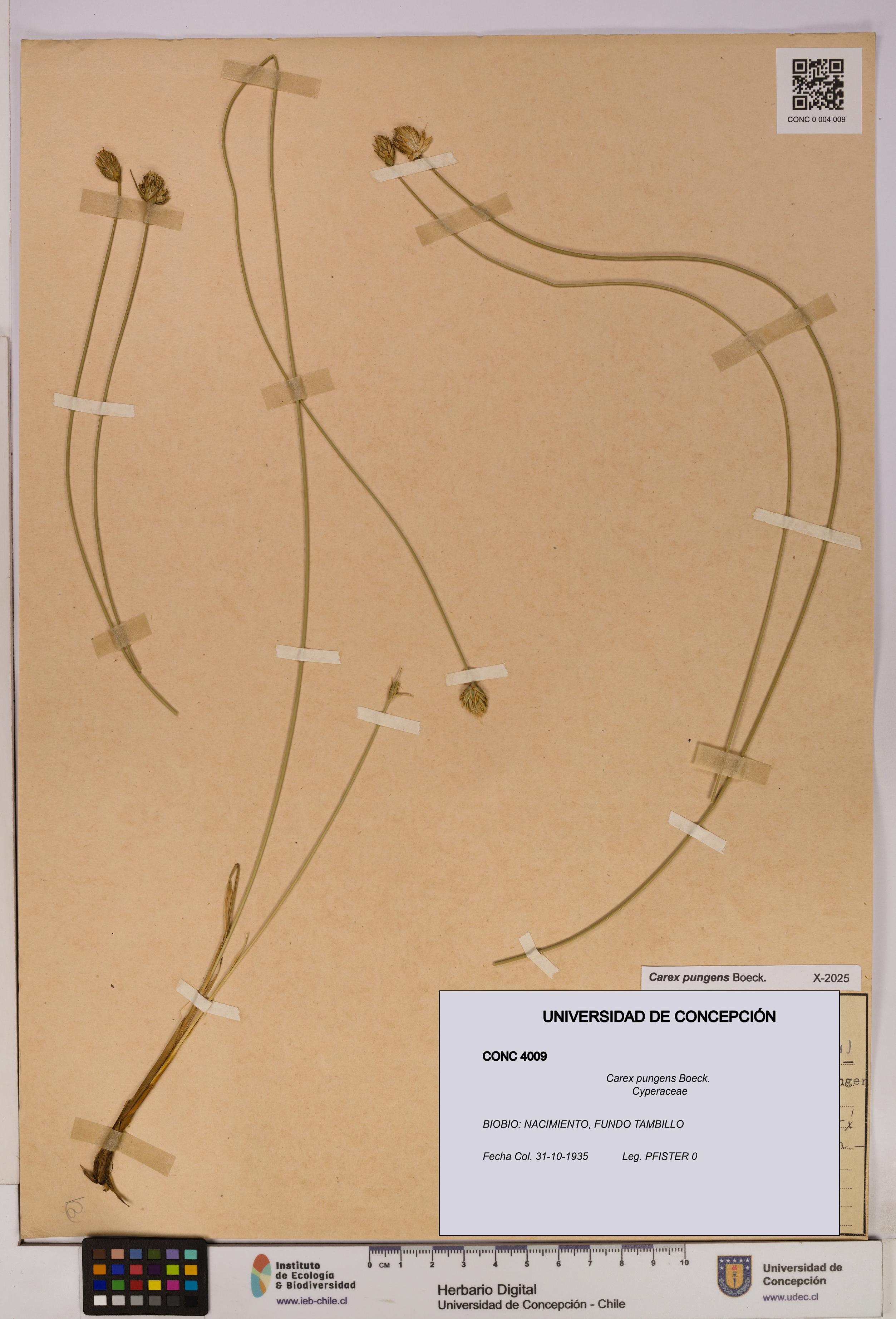 Carex pungens [Espécimen: UDEC:CONC:0004009]