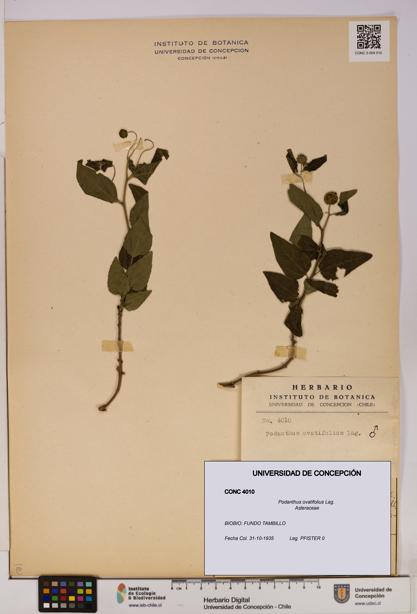 Podanthus ovatifolius [Espécimen: ]