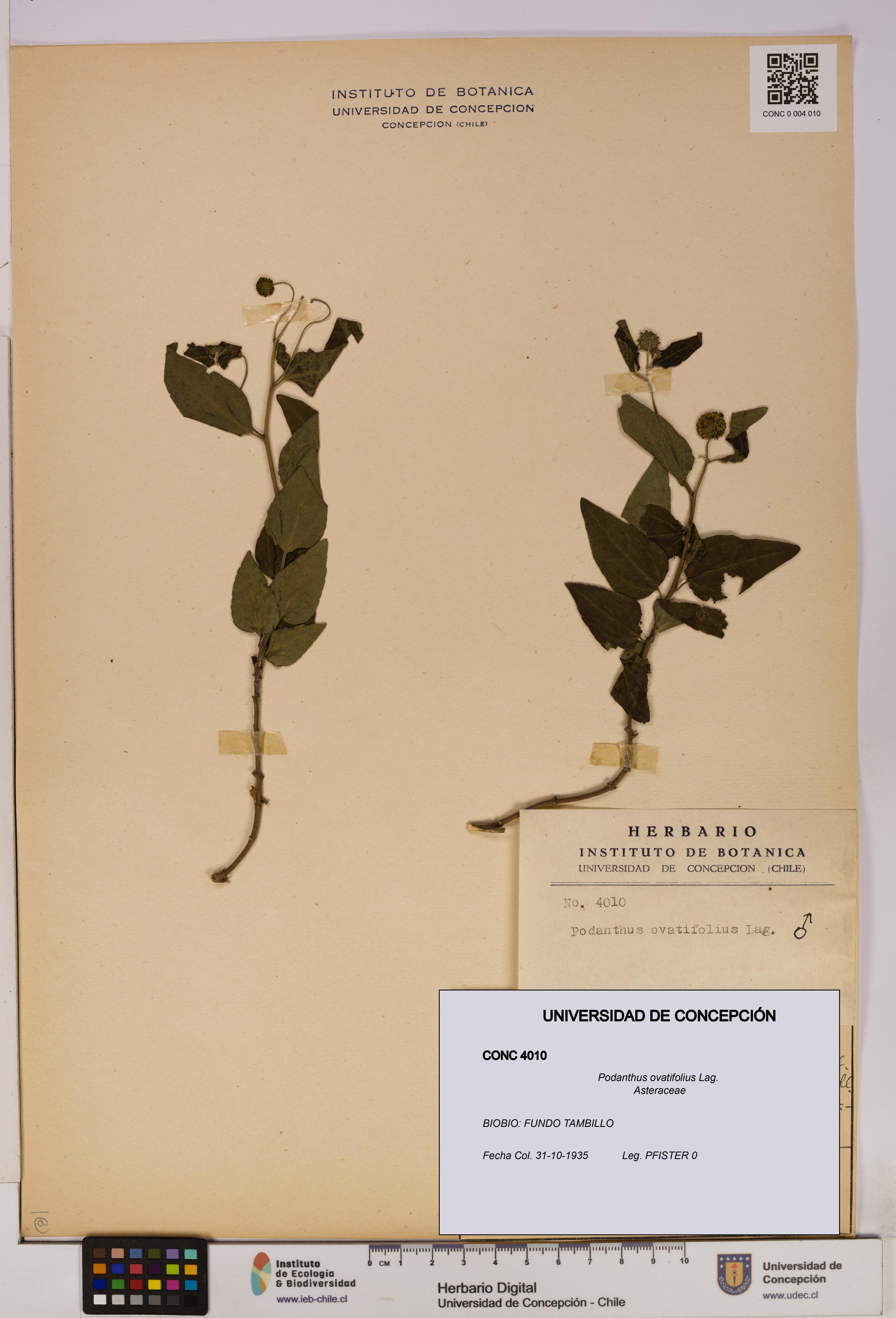 Podanthus ovatifolius [Espécimen: ]
