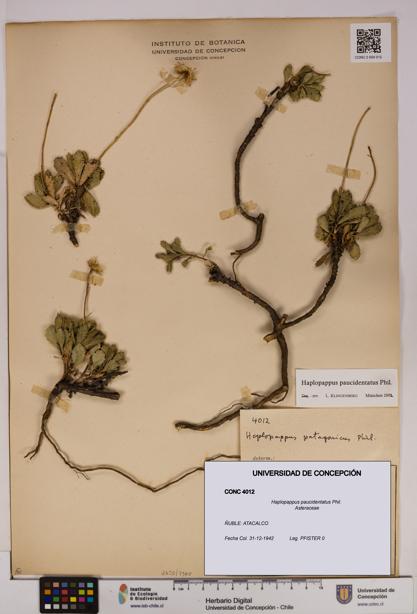 Haplopappus paucidentatus [Espécimen: UDEC:CONC:0004012]