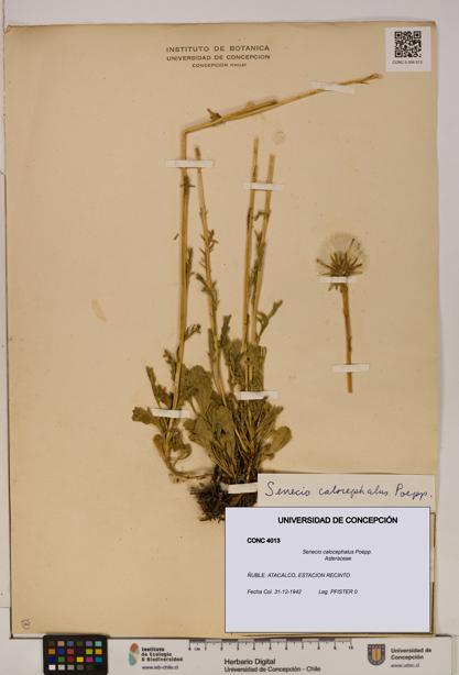 Senecio calocephalus [Espécimen: UDEC:CONC:0004013]