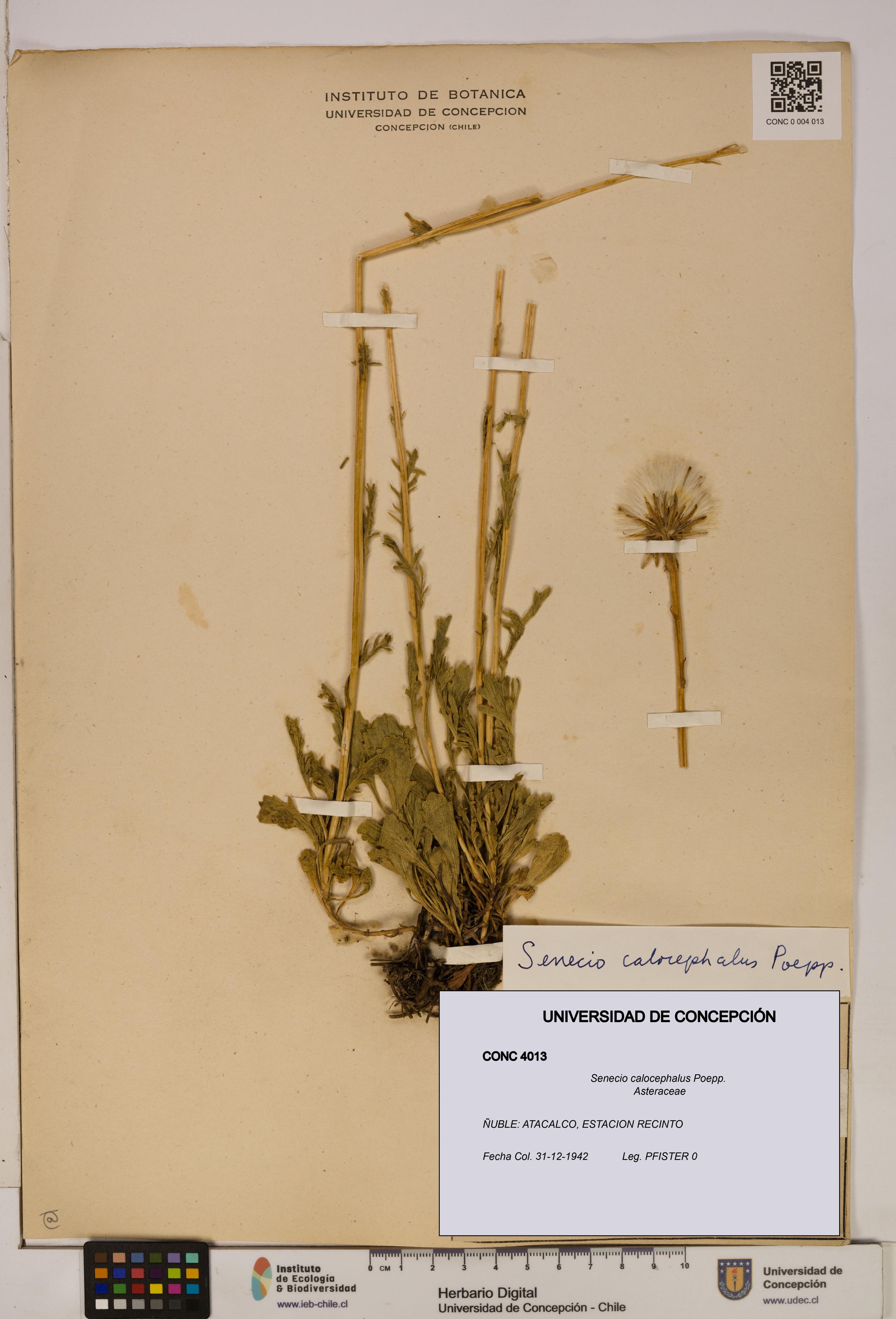 Senecio calocephalus [Espécimen: UDEC:CONC:0004013]