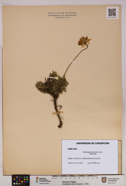 Haplopappus glutinosus [Espécimen: UDEC:CONC:0004015]
