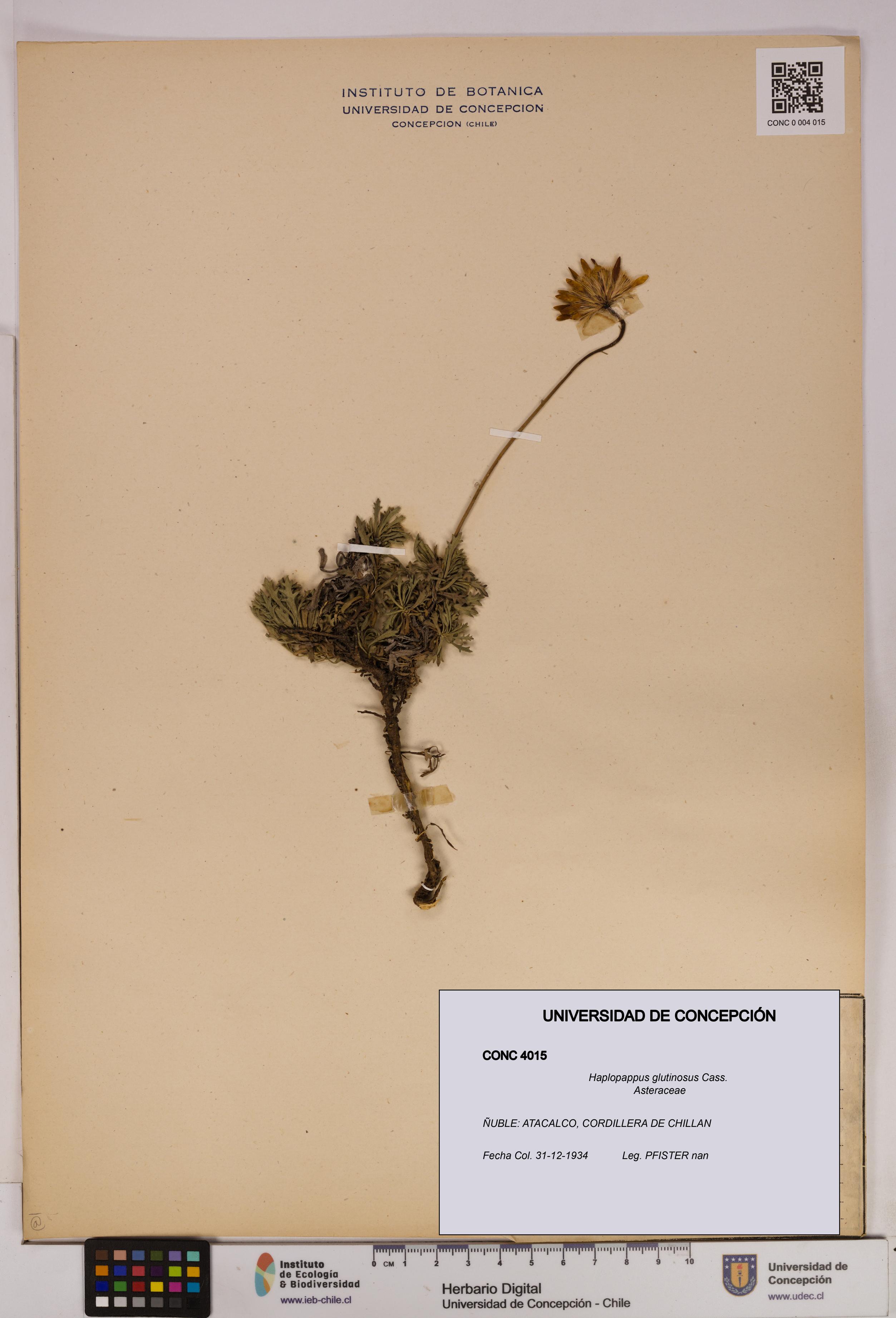 Haplopappus glutinosus [Espécimen: UDEC:CONC:0004015]