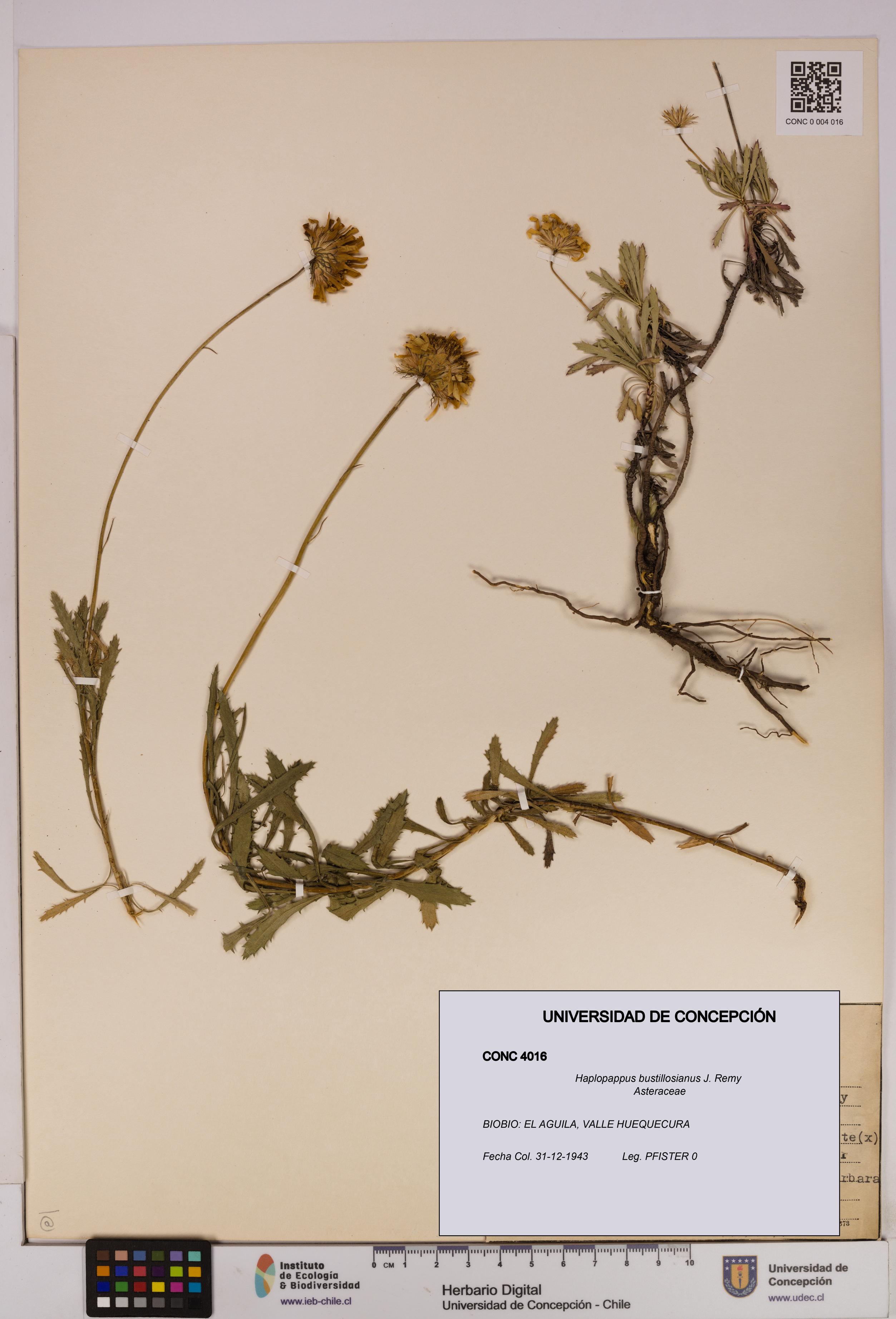 Haplopappus bustillosianus [Espécimen: UDEC:CONC:0004016]