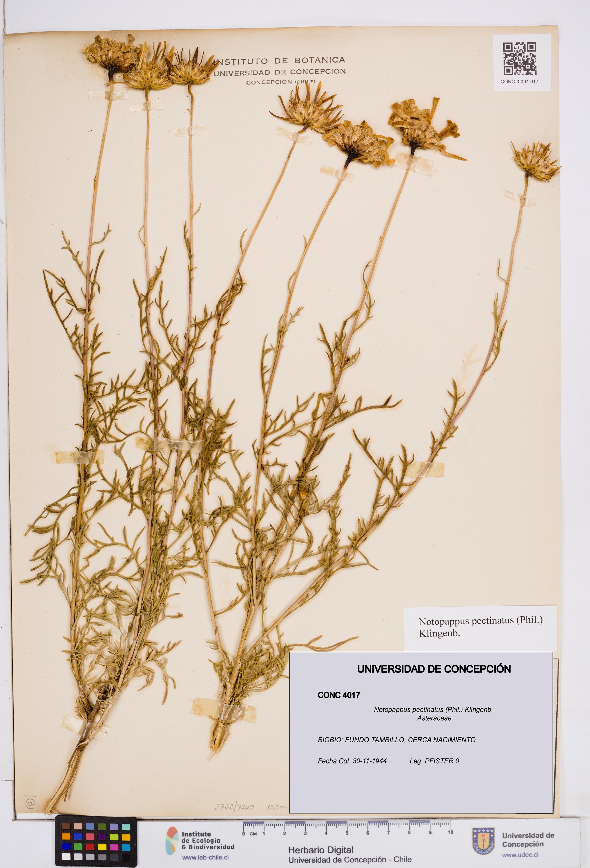 Notopappus pectinatus [Espécimen: ]