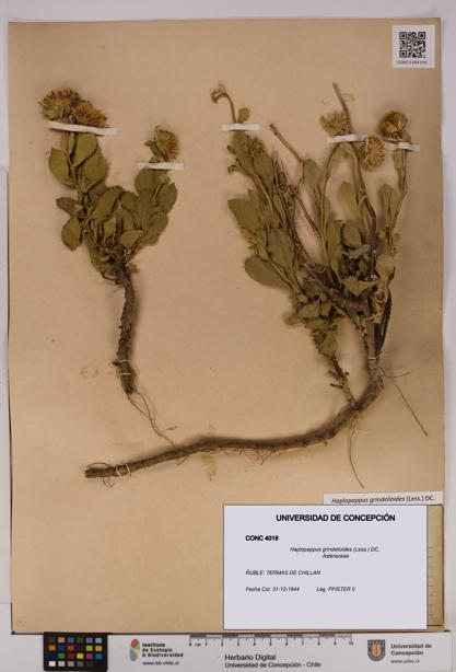 Haplopappus grindelioides [Espécimen: UDEC:CONC:0004018]