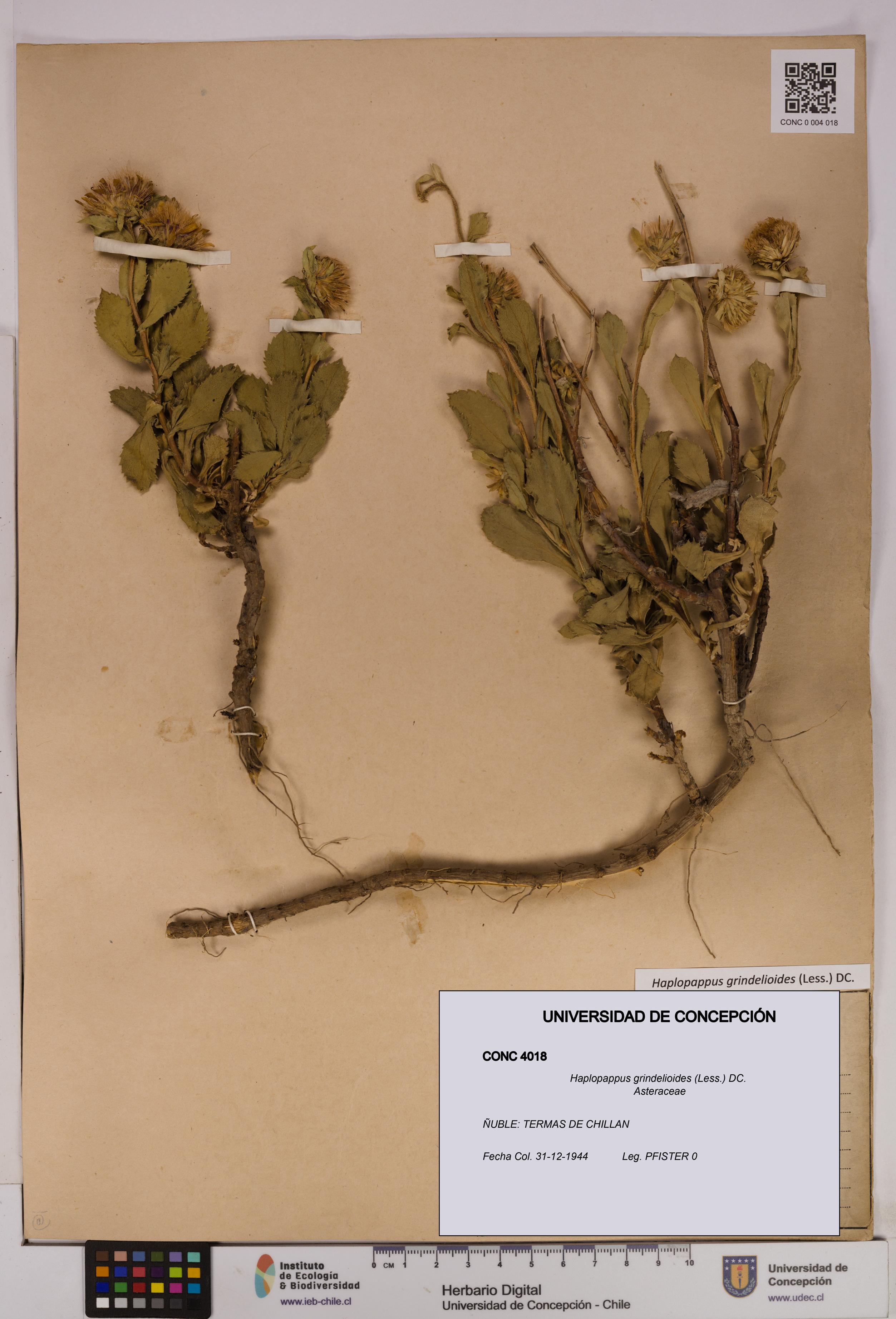 Haplopappus grindelioides [Espécimen: UDEC:CONC:0004018]