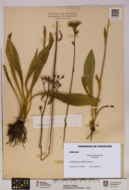 Hieracium chilense [Espécimen: UDEC:CONC:0004019]
