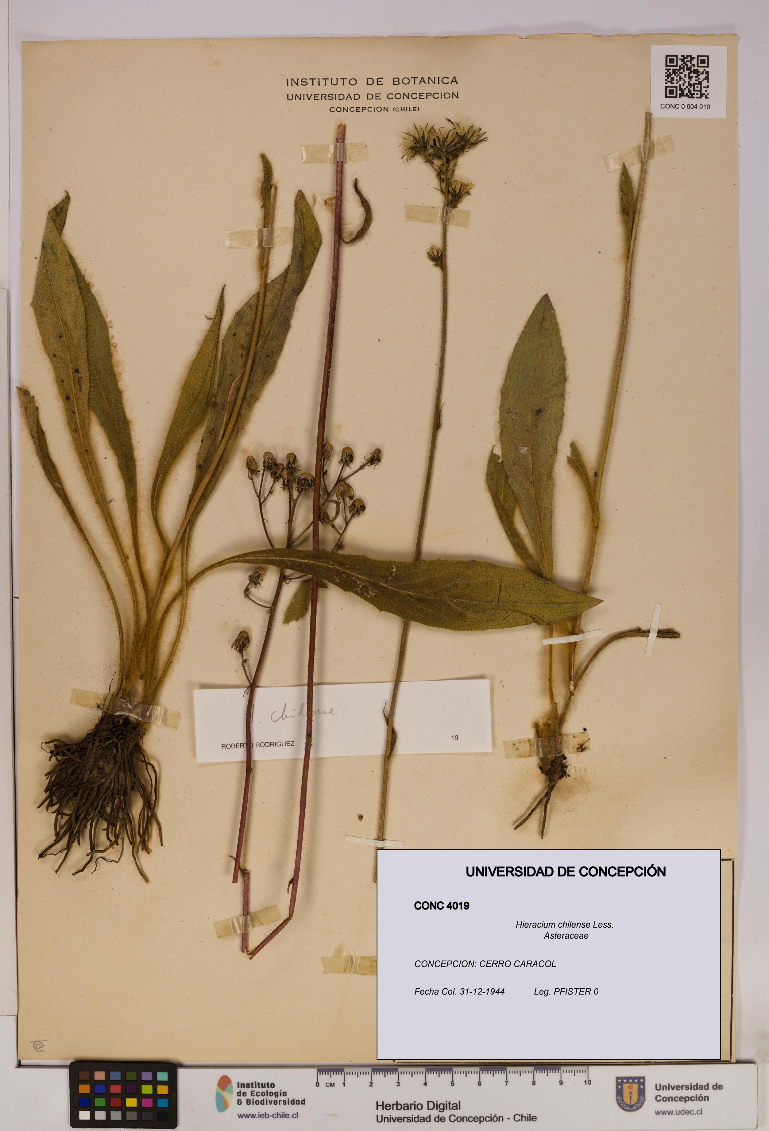 Hieracium chilense [Espécimen: UDEC:CONC:0004019]
