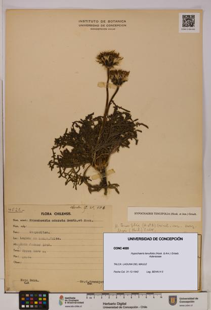 Hypochaeris tenuifolia [Espécimen: UDEC:CONC:0004020]