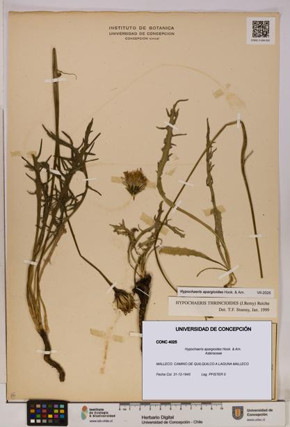 Hypochaeris apargioides [Espécimen: UDEC:CONC:0004025]