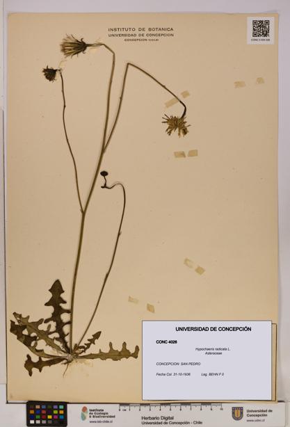 Hypochaeris radicata [Espécimen: UDEC:CONC:0004026]