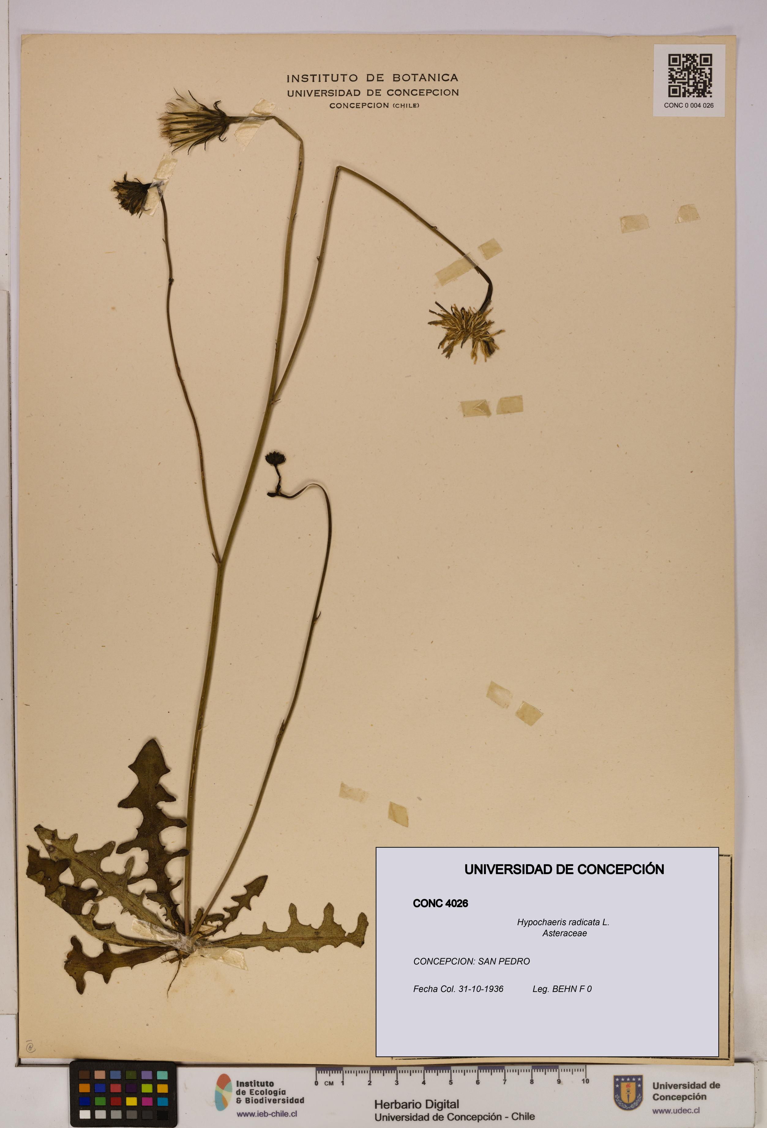 Hypochaeris radicata [Espécimen: UDEC:CONC:0004026]