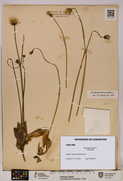 Hypochaeris glabra [Espécimen: UDEC:CONC:0004029]