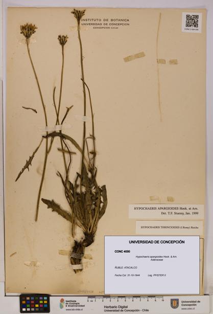 Hypochaeris apargioides [Espécimen: UDEC:CONC:0004030]