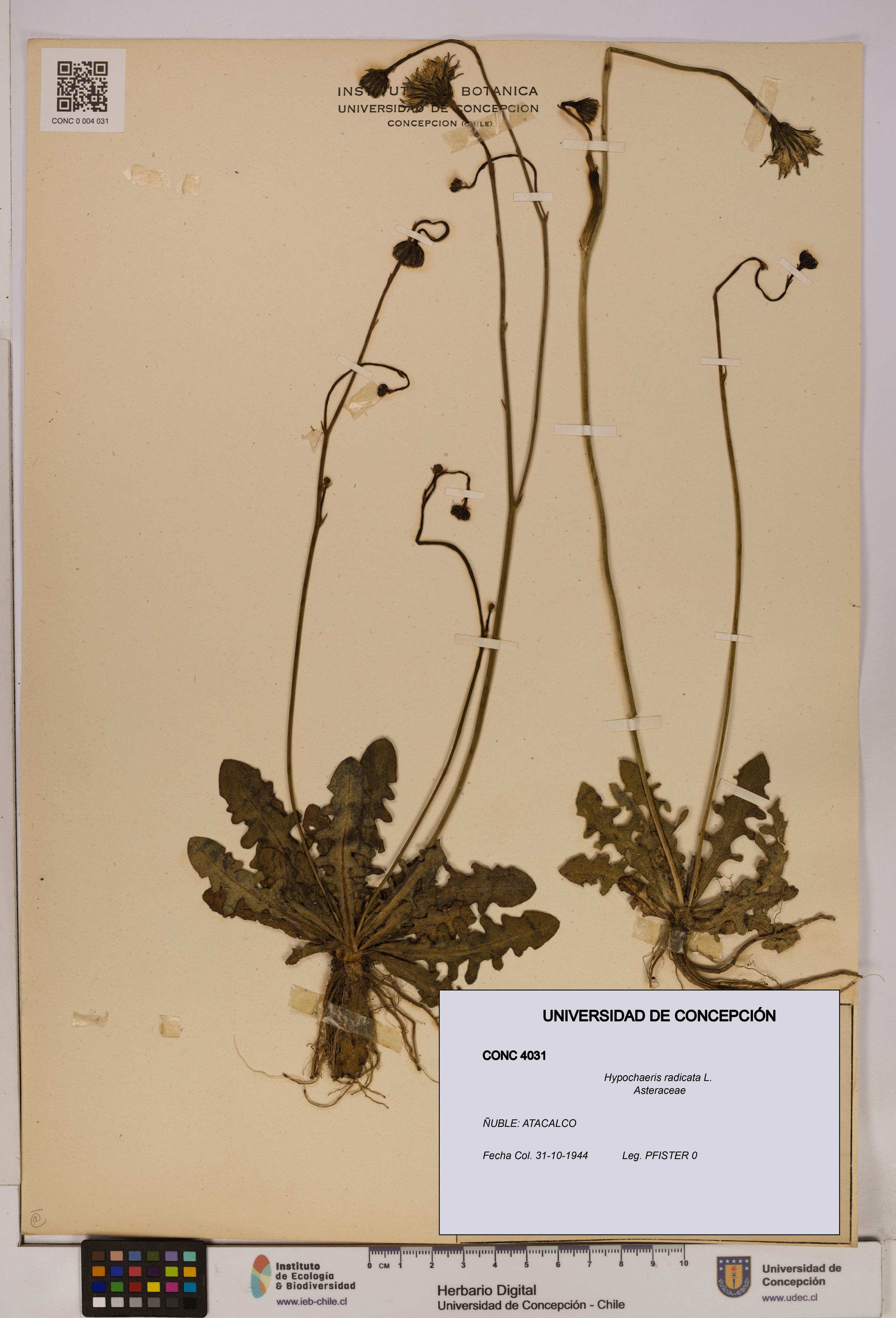 Hypochaeris radicata [Espécimen: UDEC:CONC:0004031]