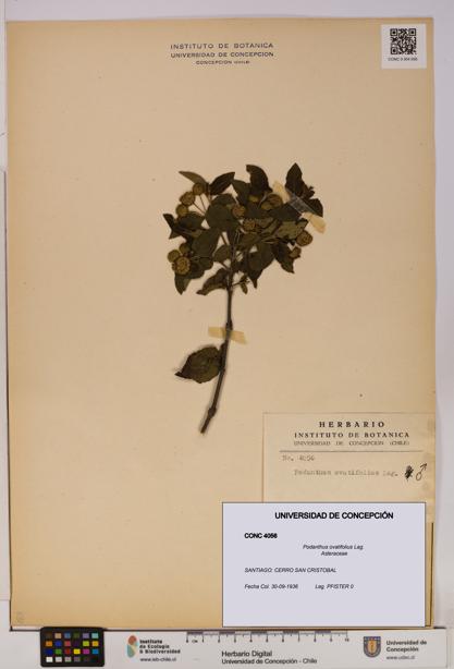 Podanthus ovatifolius [Espécimen: ]