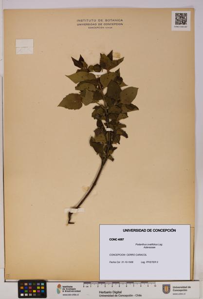 Podanthus ovatifolius [Espécimen: ]
