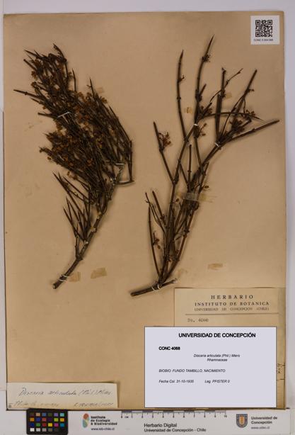 Discaria articulata [Espécimen: UDEC:CONC:0004068]