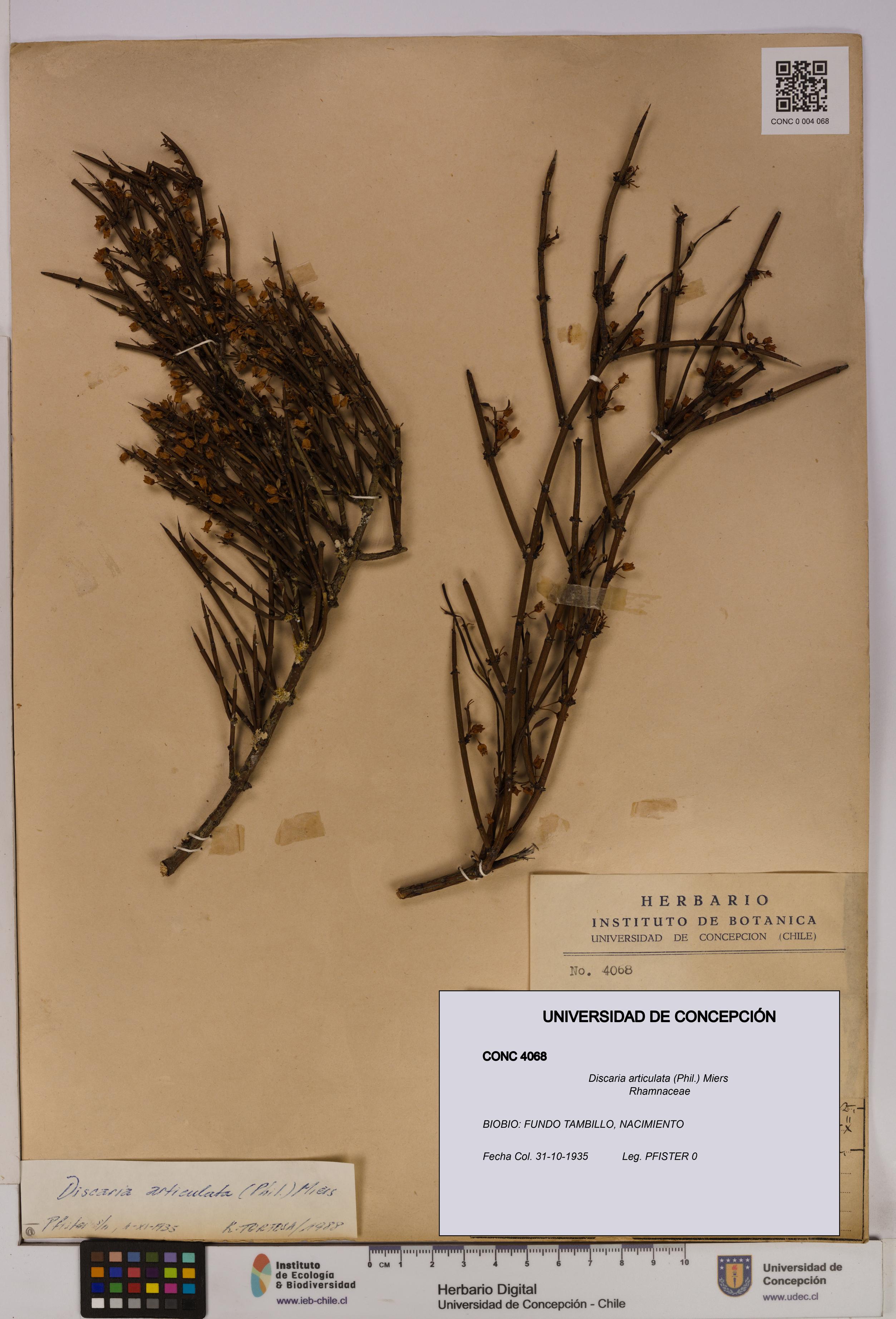 Discaria articulata [Espécimen: UDEC:CONC:0004068]