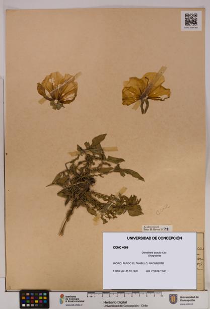 Oenothera acaulis [Espécimen: UDEC:CONC:0004069]