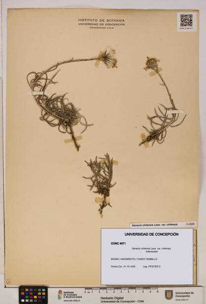 Senecio chilensis var. chilensis [Espécimen: UDEC:CONC:0004071]