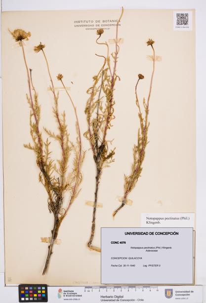 Notopappus pectinatus [Espécimen: ]