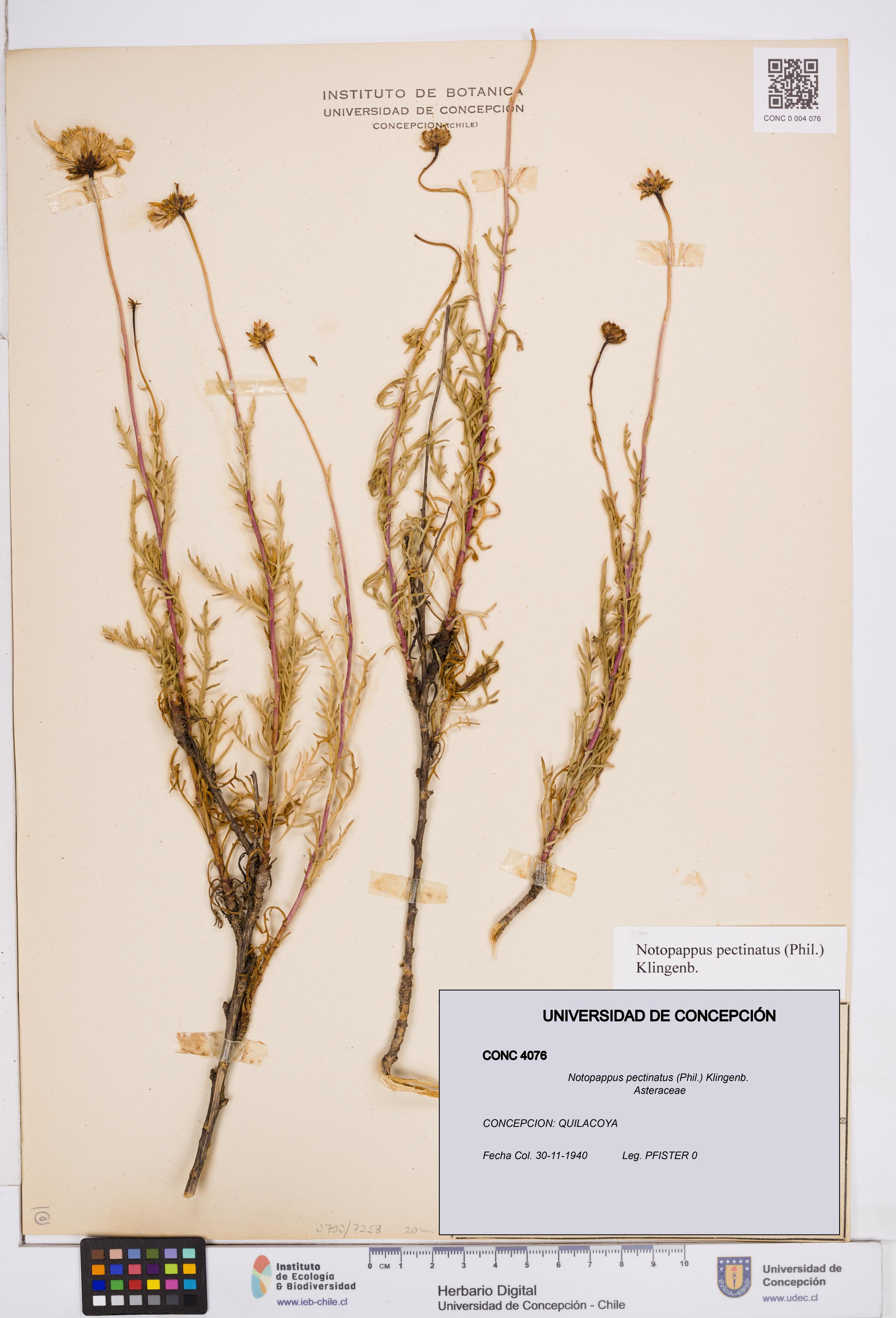 Notopappus pectinatus [Espécimen: ]
