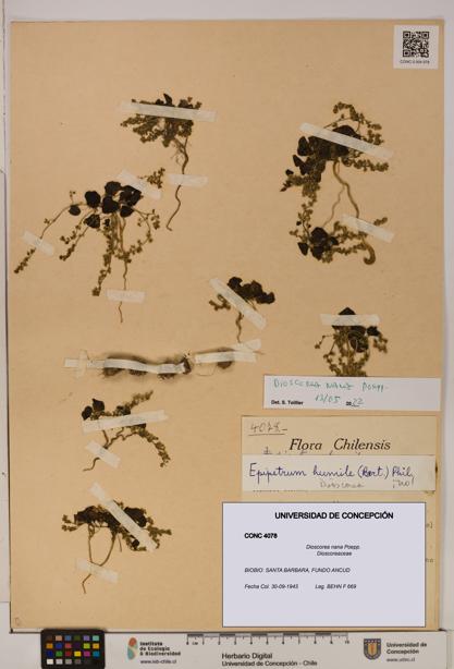 Dioscorea nana [Espécimen: ]