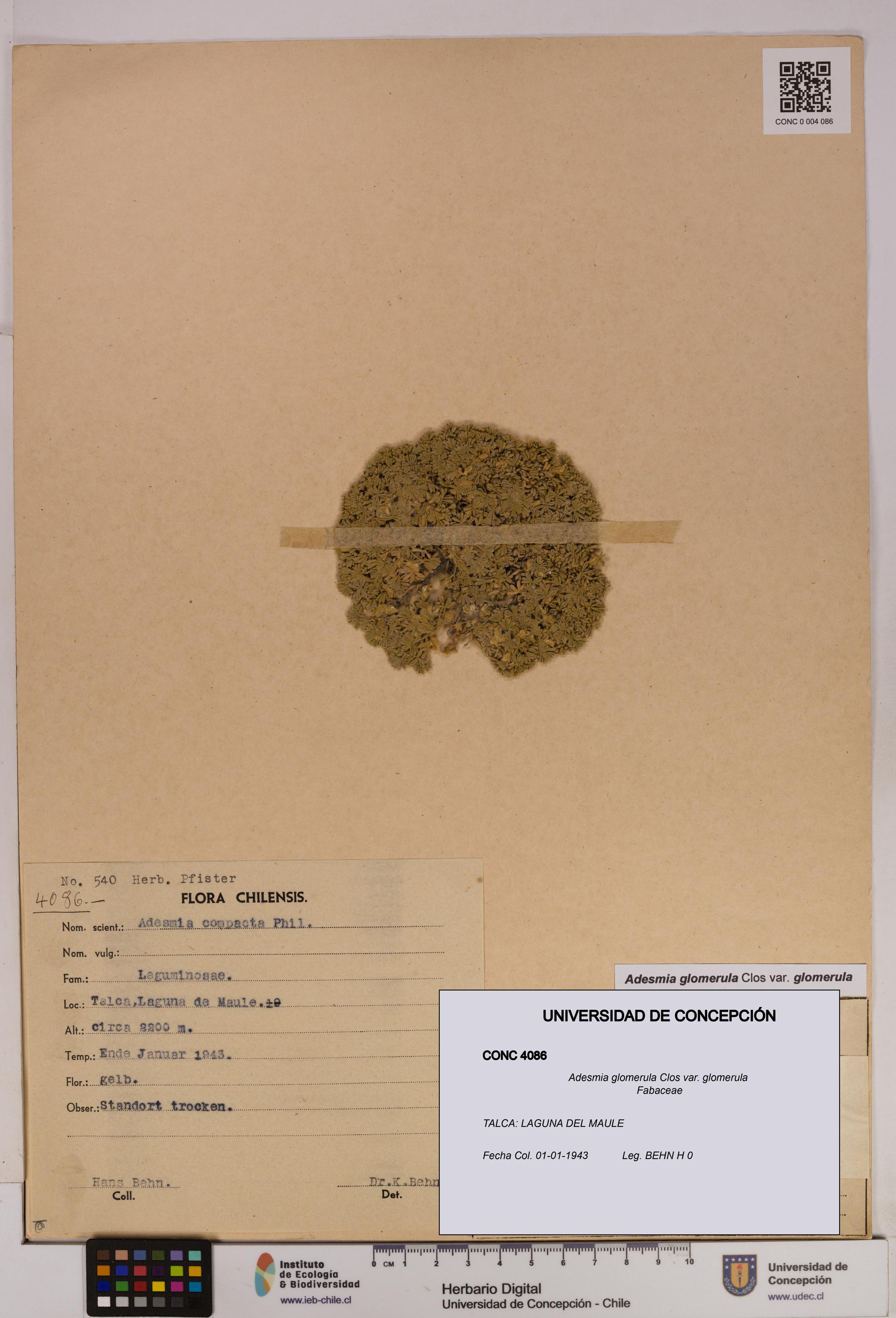 Adesmia glomerula var. glomerula [Espécimen: UDEC:CONC:0004086]