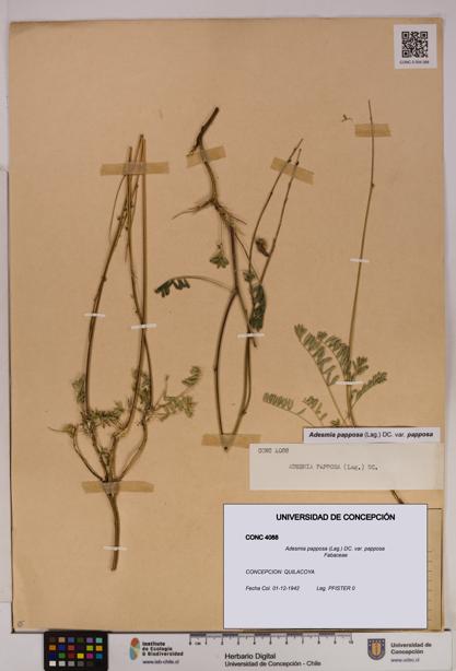 Adesmia papposa var. papposa [Espécimen: UDEC:CONC:0004088]