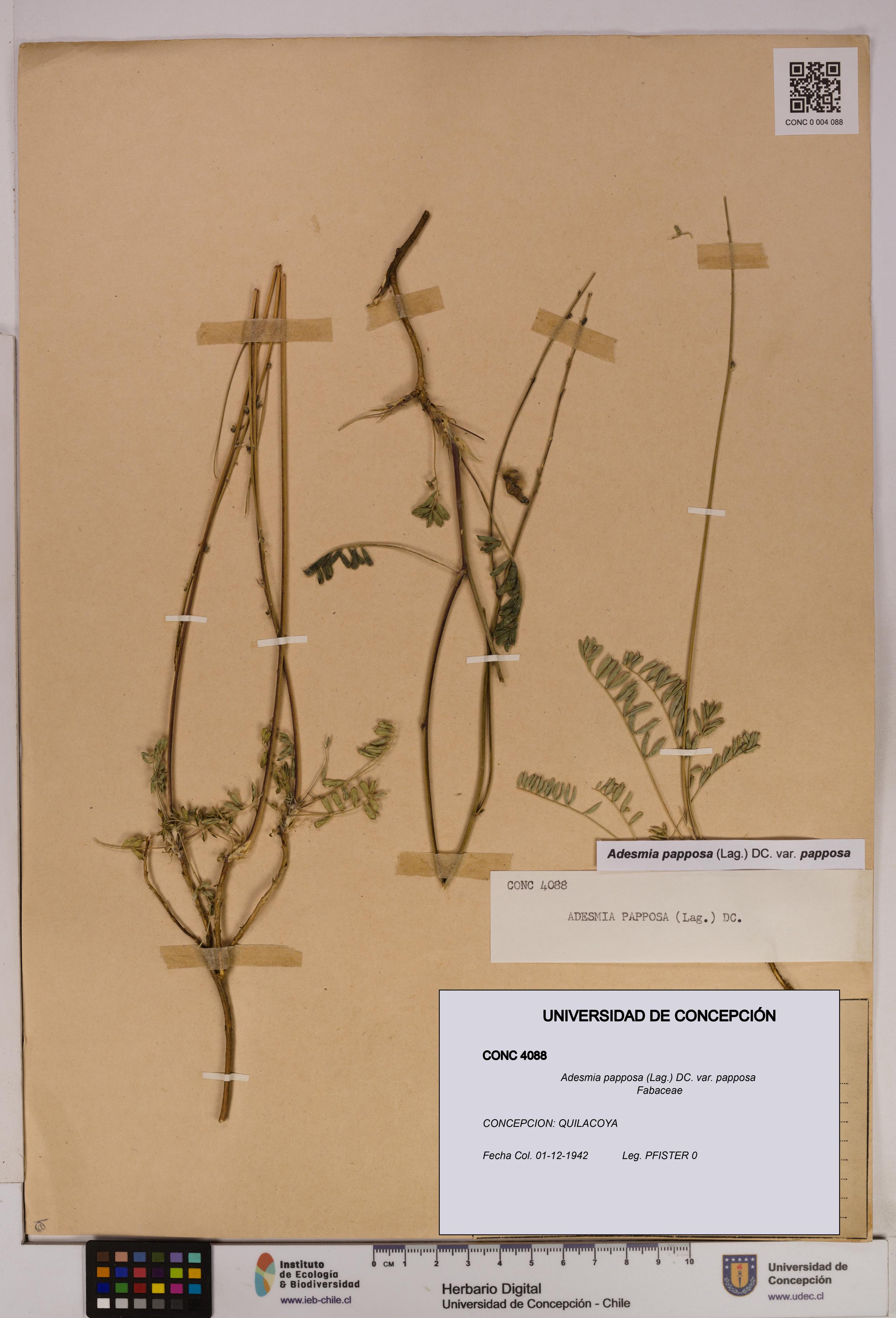 Adesmia papposa var. papposa [Espécimen: UDEC:CONC:0004088]