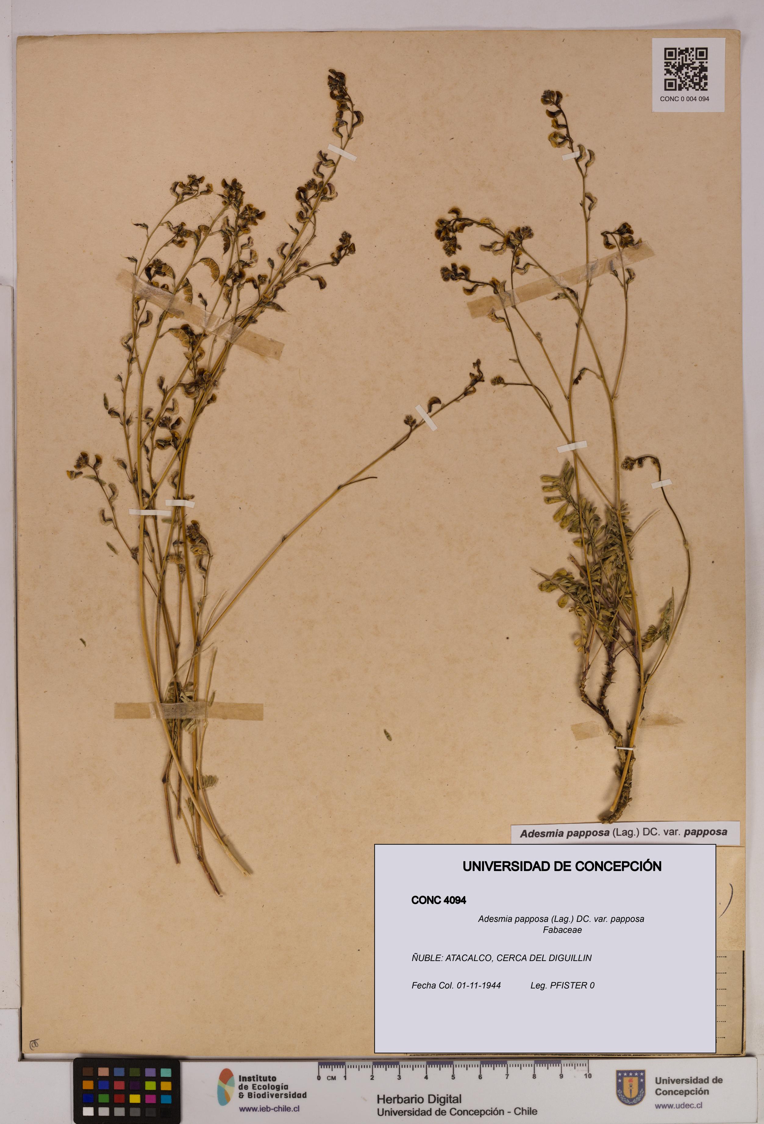 Adesmia papposa var. papposa [Espécimen: UDEC:CONC:0004094]