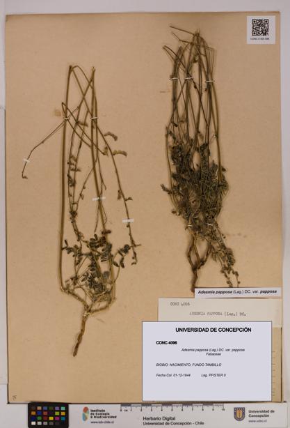Adesmia papposa var. papposa [Espécimen: UDEC:CONC:0004096]