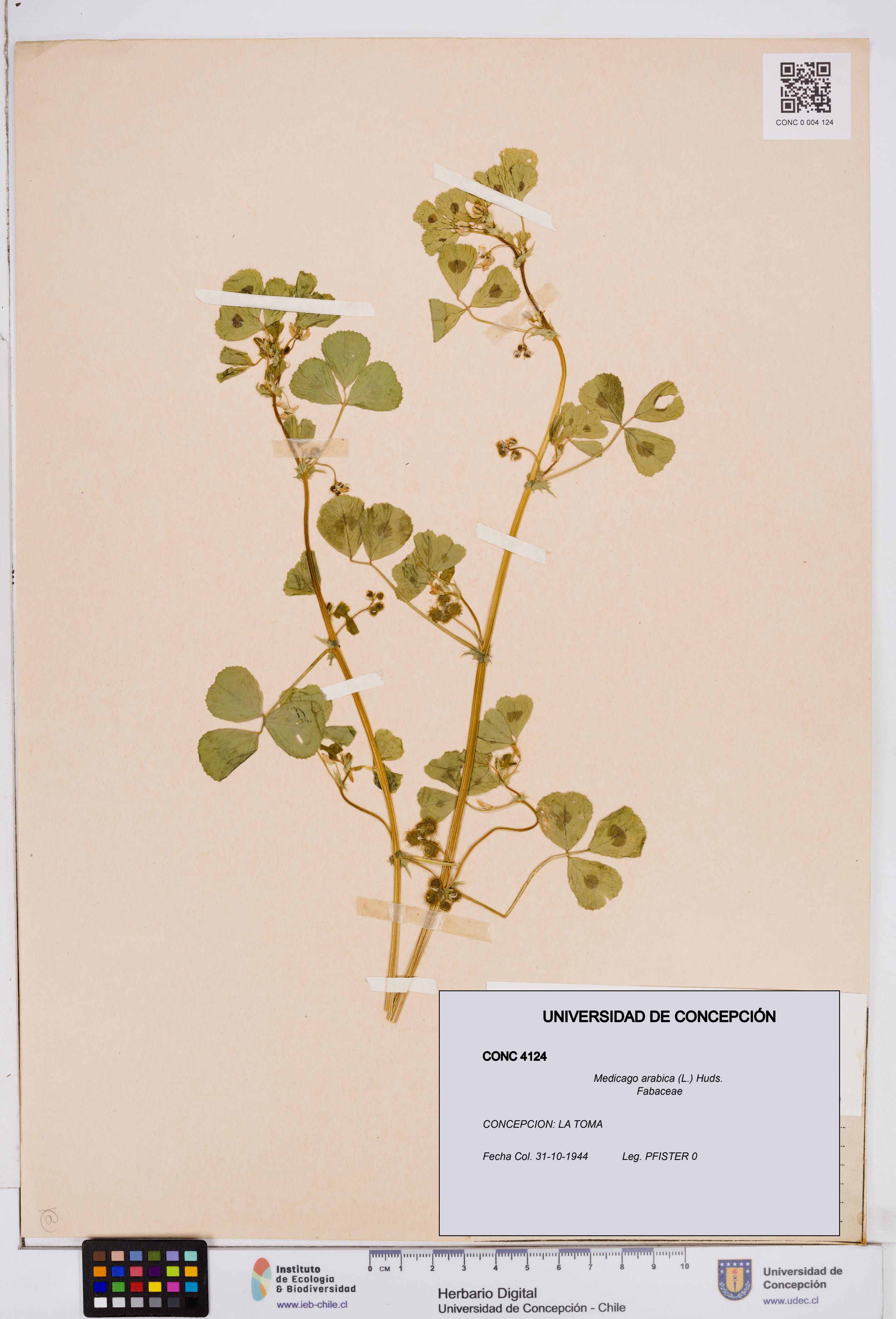Medicago arabica [Espécimen: ]