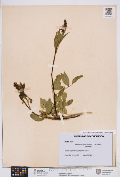 Otholobium glandulosum [Espécimen: ]