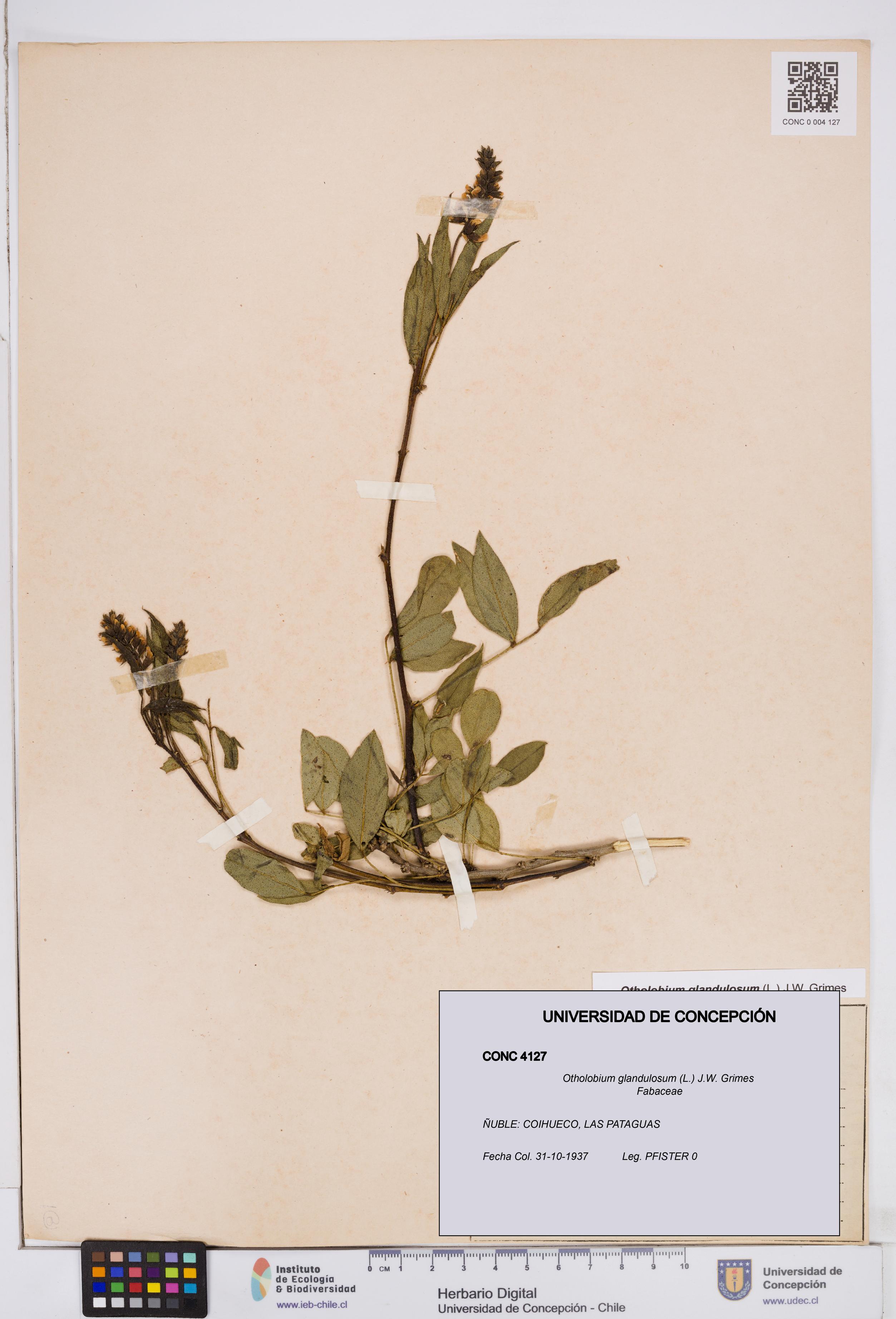 Otholobium glandulosum [Espécimen: ]
