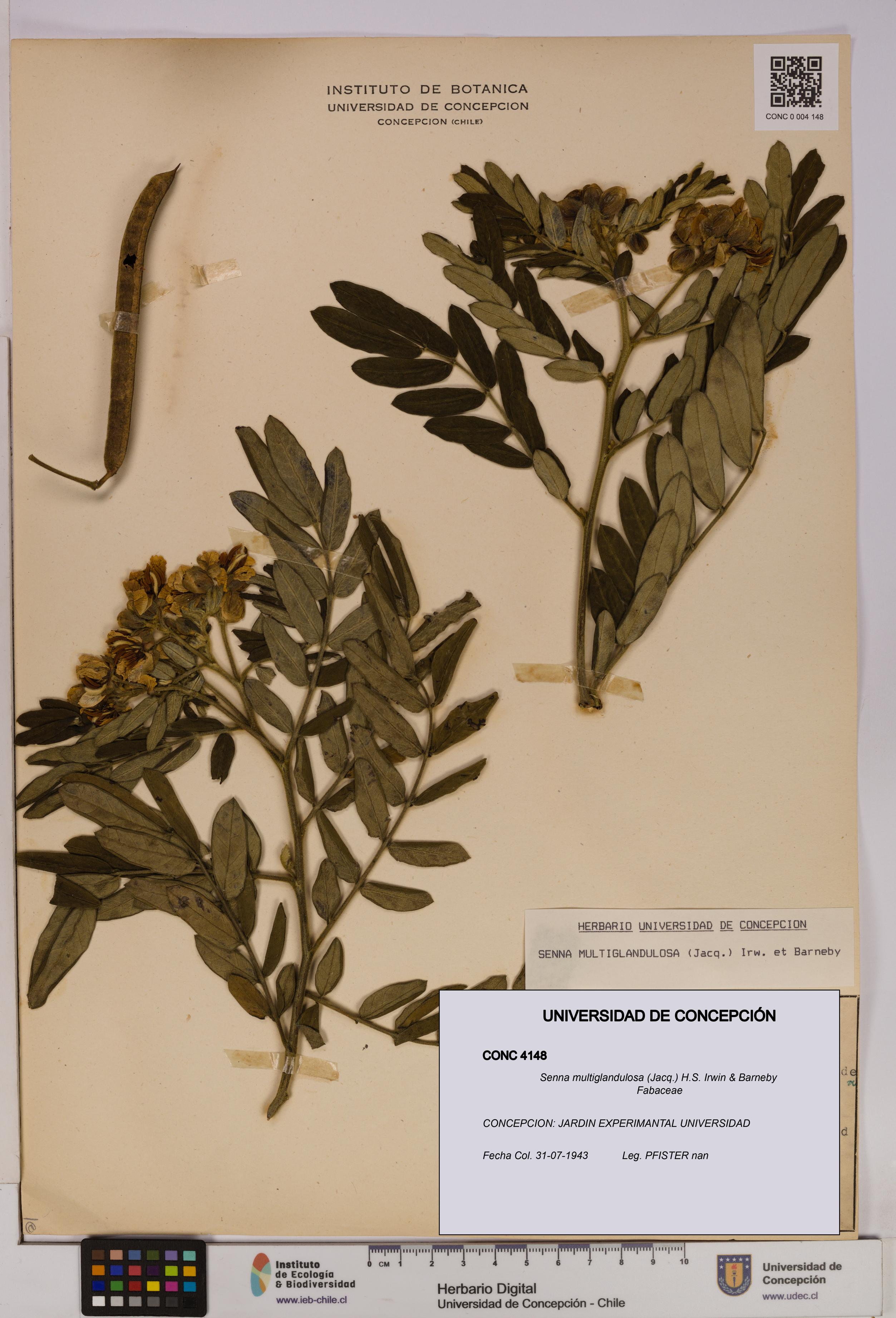 Senna multiglandulosa [Espécimen: UDEC:CONC:0004148]