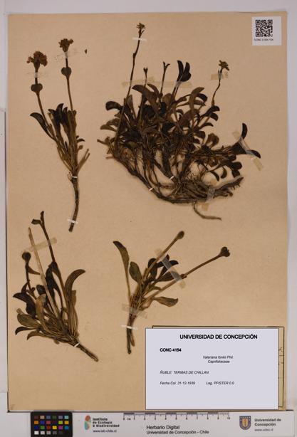 Valeriana fonkii [Espécimen: UDEC:CONC:0004154]