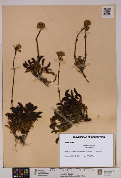 Valeriana fonkii [Espécimen: UDEC:CONC:0004163]
